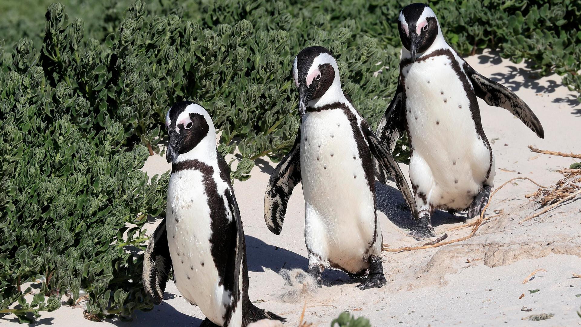 Eine Dreiergruppe Brillenpinguine läuft am Strand.