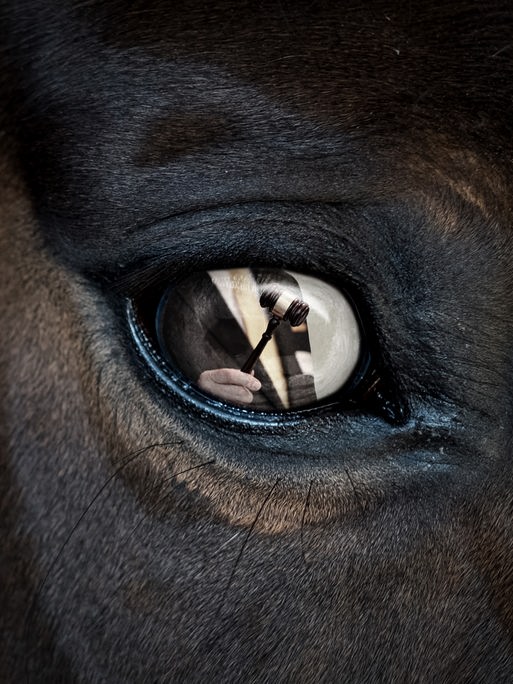 In der Nahaufnahme eines Pferdeauges spiegelt sich das Bild eines Auktionshammers, der von einem Mann in schwarzem Anzug gehalten wird. In der Nahaufnahme eines Pferdeauges spiegelt sich das Bild eines Auktionshammers, der von einem Mann in schwarzem Anzug gehalten wird.