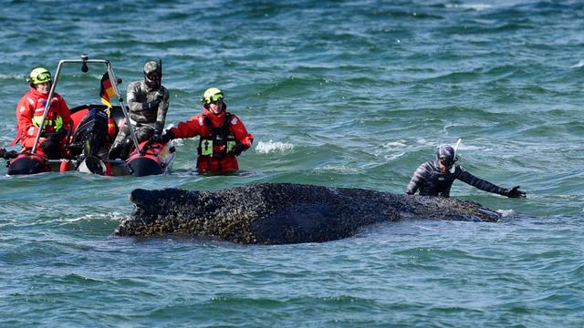 Zu sehen ist ein großer Wal in der Ostsee. Vor ihm steht ein Taucher und gestikuliert. Links davon ein Schlauchboot mit Helfern.