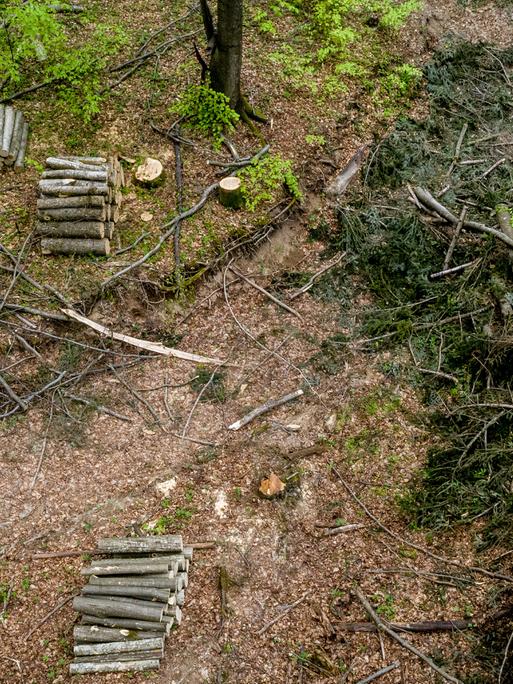 Gefällte Bäume und aufgeschichtete Stämme im Gebiet Turnicki der Ostkarpaten. Polnische Waldschutz-Aktivisten verlangen, den Holzeinschlag hier zu stoppen und ein Naturschutzgebiet einzurichten. 