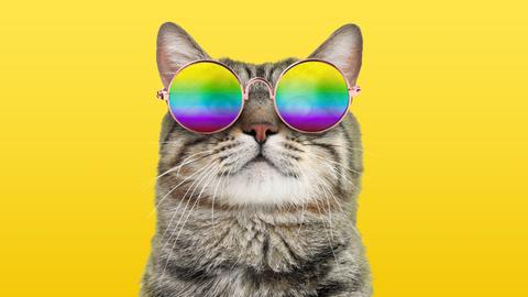 Funky Katze mit Regenbogen-Sonnenbrille