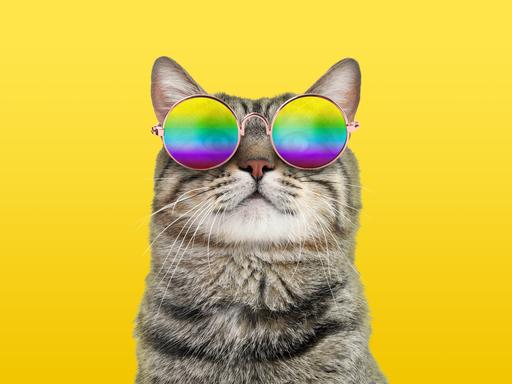 Funky Katze mit Regenbogen-Sonnenbrille