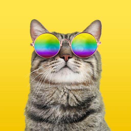 Funky Katze mit Regenbogen-Sonnenbrille