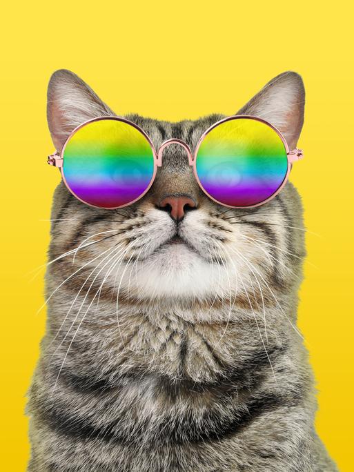 Funky Katze mit Regenbogen-Sonnenbrille