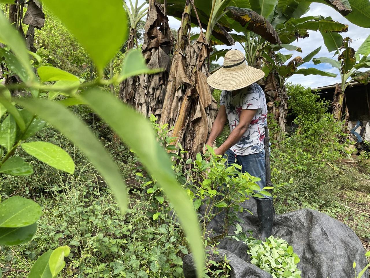 Ein Kokabauer mit einem Sombrero auf dem Kopf, welcher sein Gesicht verdeckt, steht inmitten von Bananenstauden und bearbeitet Kokapflanzen.