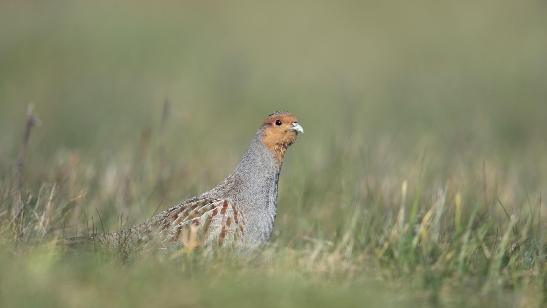 Ein Rebhuhn (Perdix perdix) auf einer Wiese in Nordrhein-Westfalen Ein Rebhuhn (Perdix perdix) auf einer Wiese in Nordrhein-Westfalen