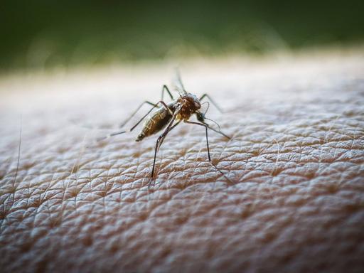 Aedes aegypti beim Stechen Aedes aegypti beim Stechen