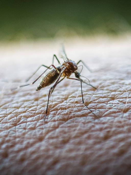 Aedes aegypti beim Stechen Aedes aegypti beim Stechen