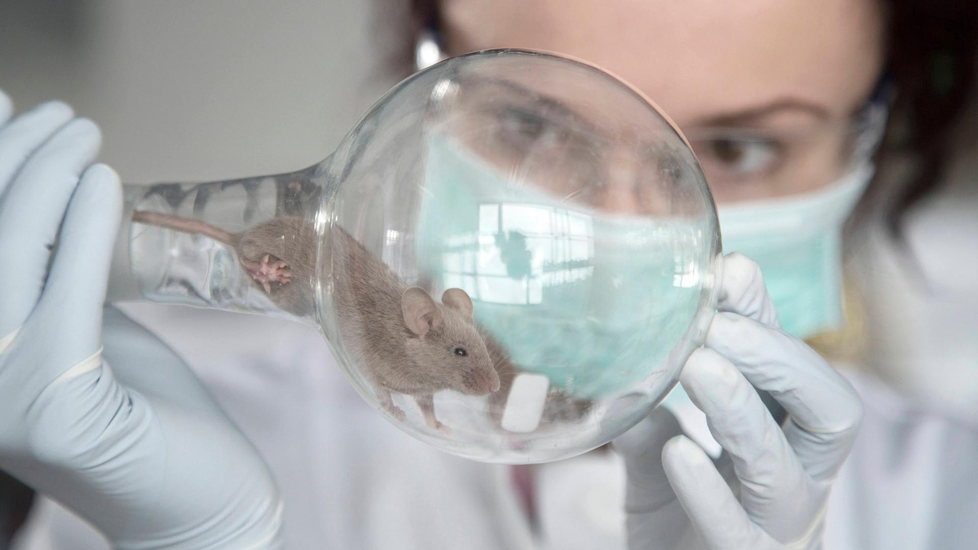 Eine Wissenschaftlerin beobachtet eine Maus in einem Rundkolben.