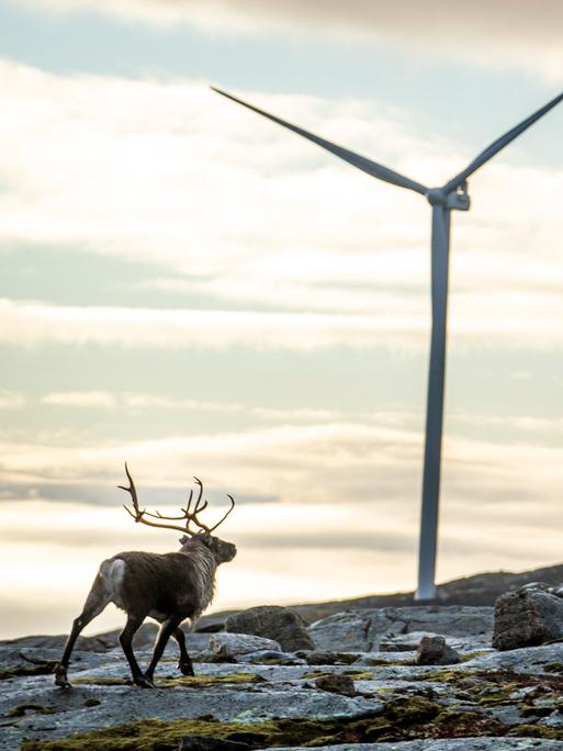 Rentier an einem Windpark in Norwegen.