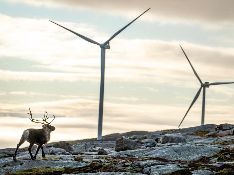 Rentier an einem Windpark in Norwegen.