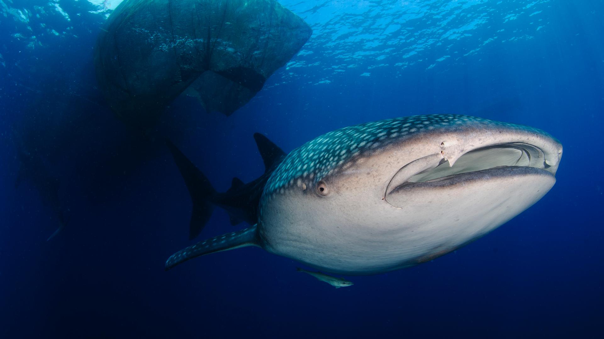 Ein Walhai schwimmt durch das Meer.