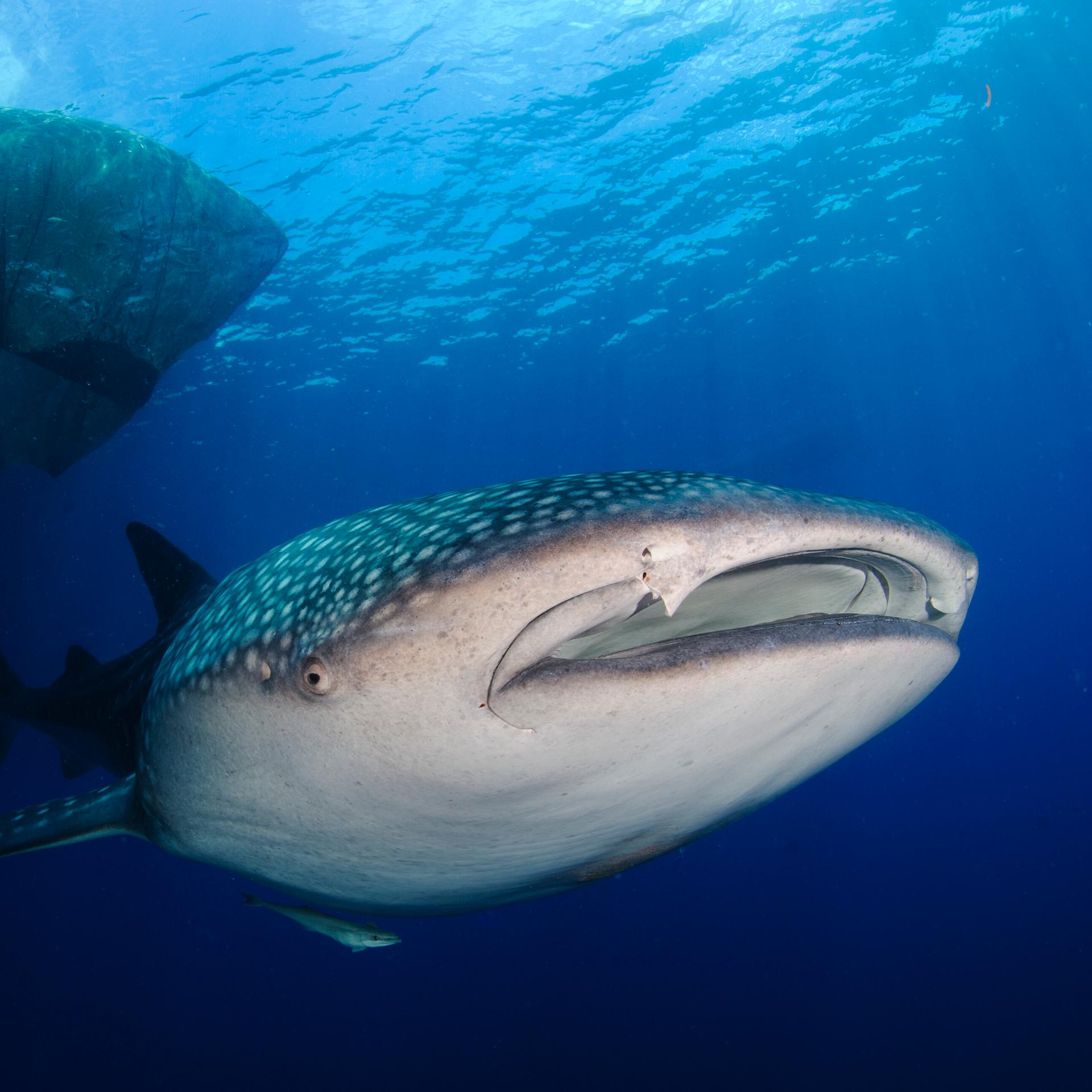 Cites-Artenschutzkonferenz: Große Erfolge oder kleine Schritte? S. Ziegler WWF