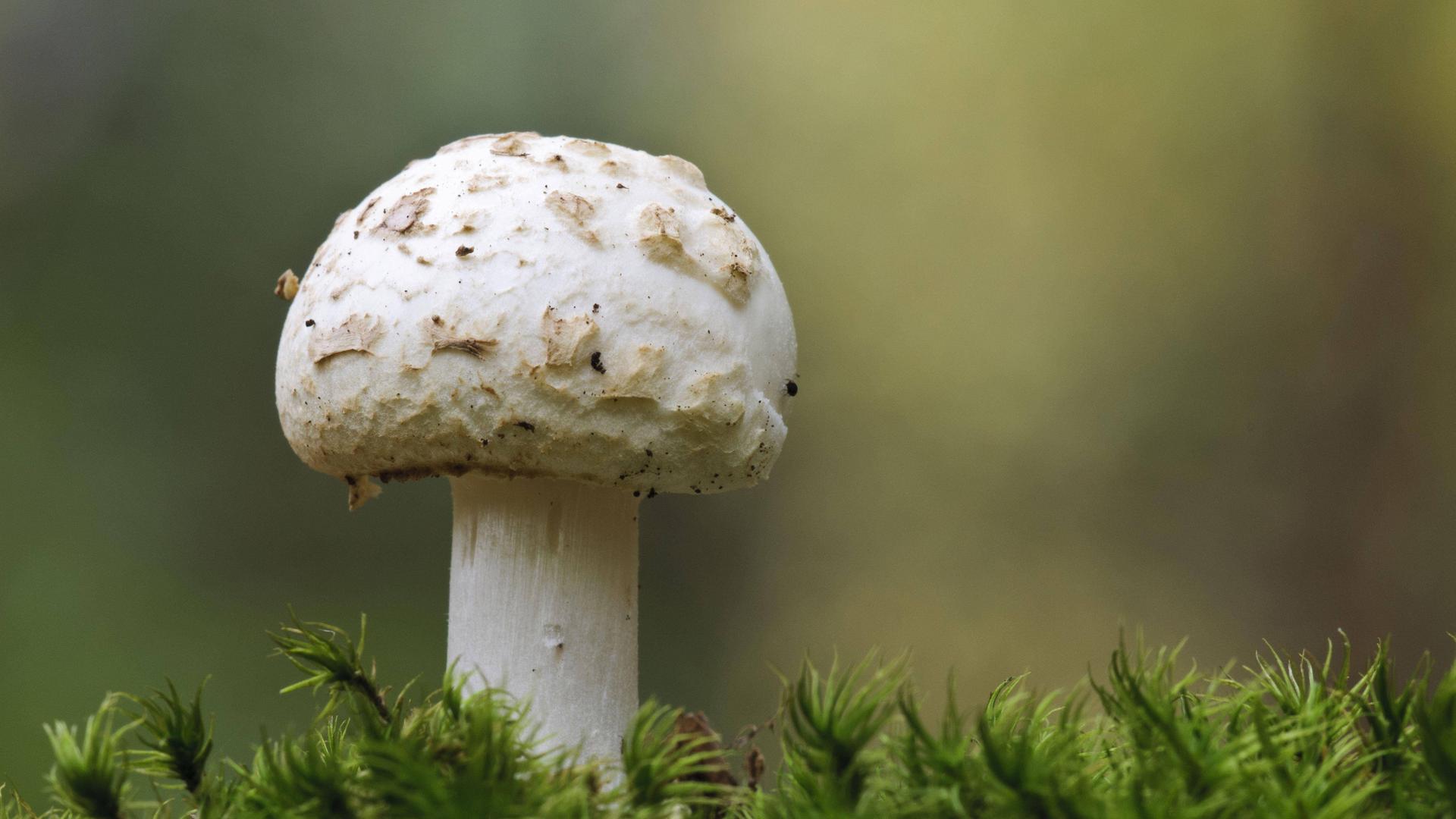 Ein weißer, rundlicher Pilz auf einem Wald-Boden.