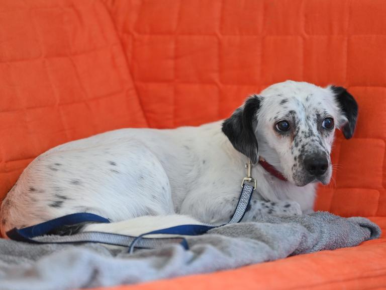 Ein ängstlich schauender Hund liegt in einem orangefarbenen Sessel.