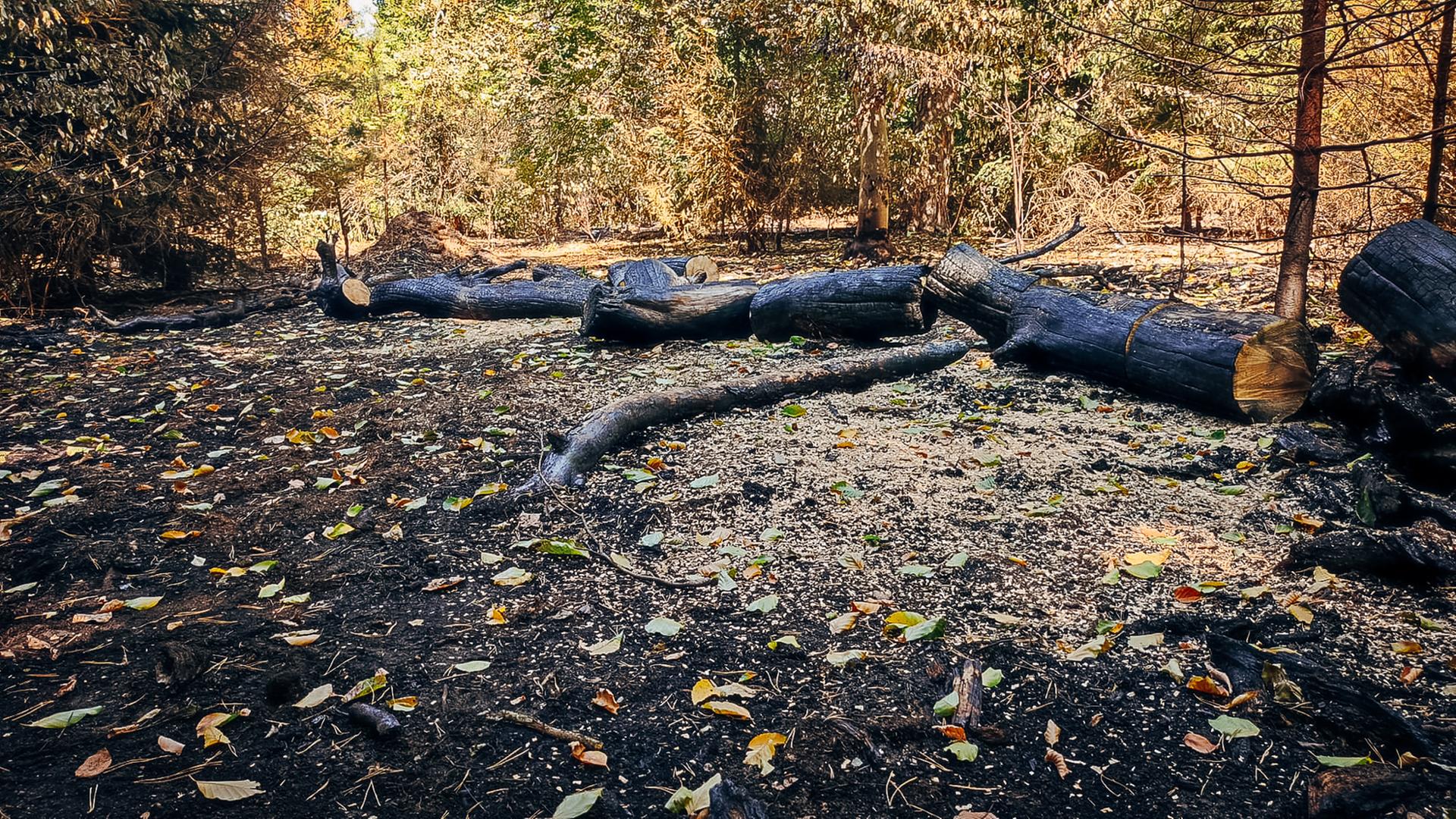 Waldbrandschäden in einem Waldstück. Zu sehen sind verkohlte Baumstämme.