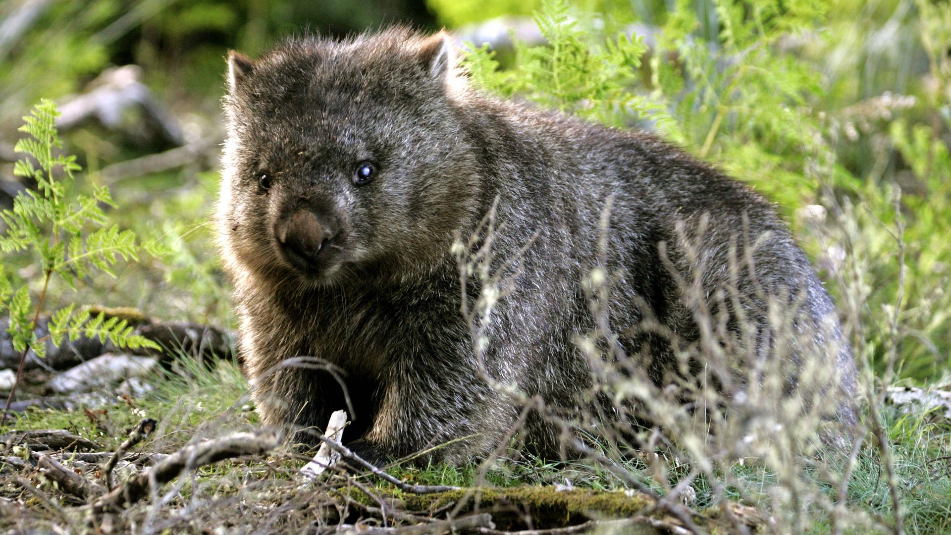 Nacktnasenwombat (Vombatus ursinus tasmaniensis), Lake St. Clair Nationalpark, Saint, Tasmanien,  Nacktnasenwombat