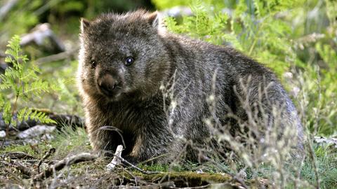 Nacktnasenwombat (Vombatus ursinus tasmaniensis), Lake St. Clair Nationalpark, Saint, Tasmanien, Nacktnasenwombat Nacktnasenwombat (Vombatus ursinus tasmaniensis), Lake St. Clair Nationalpark, Saint, Tasmanien, Nacktnasenwombat
