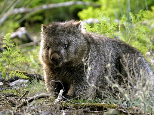 Nacktnasenwombat (Vombatus ursinus tasmaniensis), Lake St. Clair Nationalpark, Saint, Tasmanien, Nacktnasenwombat Nacktnasenwombat (Vombatus ursinus tasmaniensis), Lake St. Clair Nationalpark, Saint, Tasmanien, Nacktnasenwombat
