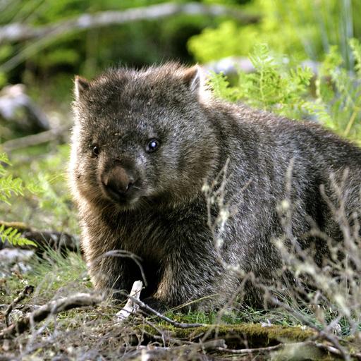 Nacktnasenwombat (Vombatus ursinus tasmaniensis), Lake St. Clair Nationalpark, Saint, Tasmanien,  Nacktnasenwombat