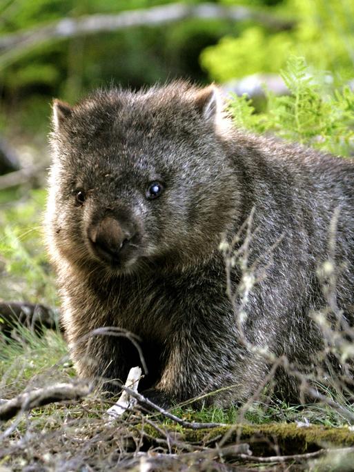 Nacktnasenwombat (Vombatus ursinus tasmaniensis), Lake St. Clair Nationalpark, Saint, Tasmanien,  Nacktnasenwombat
