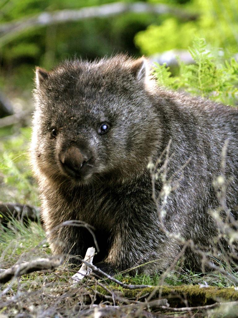 Nacktnasenwombat (Vombatus ursinus tasmaniensis), Lake St. Clair Nationalpark, Saint, Tasmanien, Nacktnasenwombat Nacktnasenwombat (Vombatus ursinus tasmaniensis), Lake St. Clair Nationalpark, Saint, Tasmanien, Nacktnasenwombat