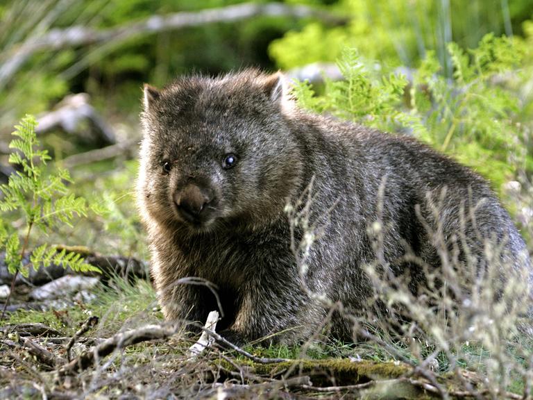 Nacktnasenwombat (Vombatus ursinus tasmaniensis), Lake St. Clair Nationalpark, Saint, Tasmanien,  Nacktnasenwombat