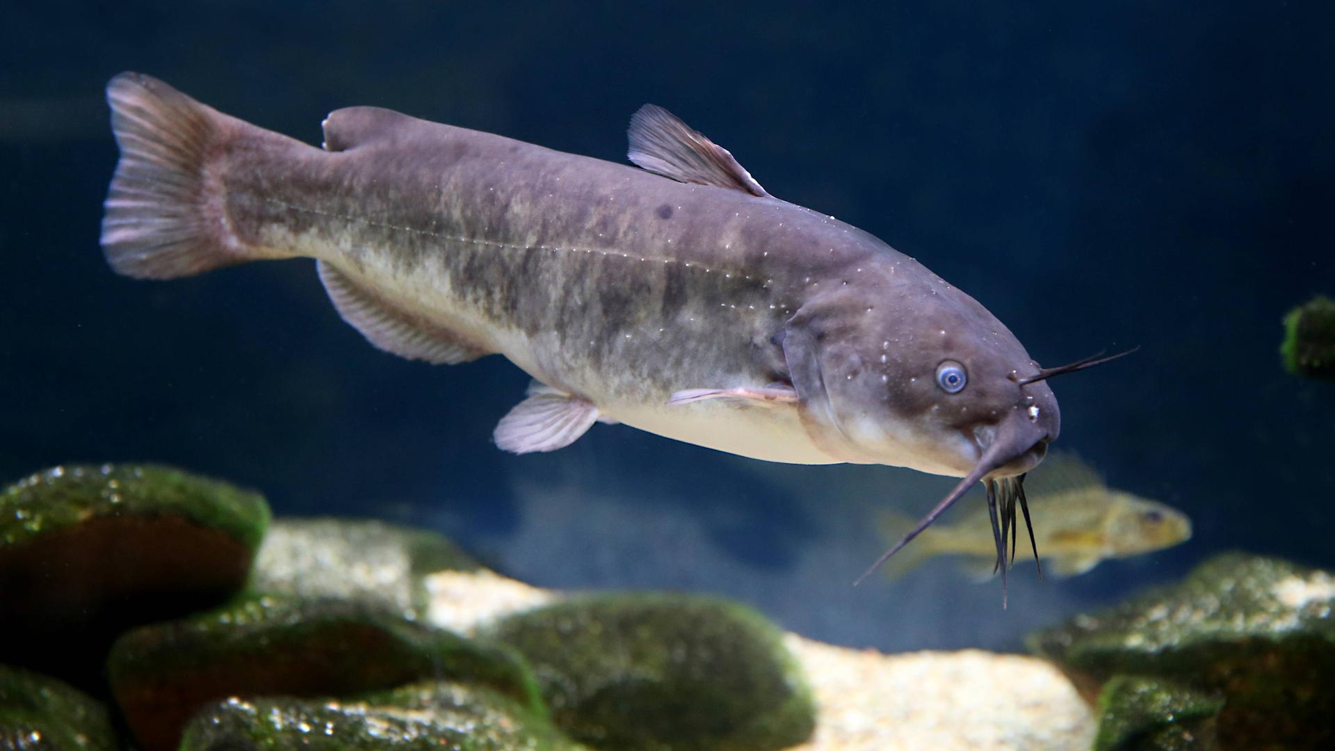 Das Bild zeigt einen Fisch, der in einem See schwimmt. Das Bild zeigt einen Fisch, der in einem See schwimmt.
