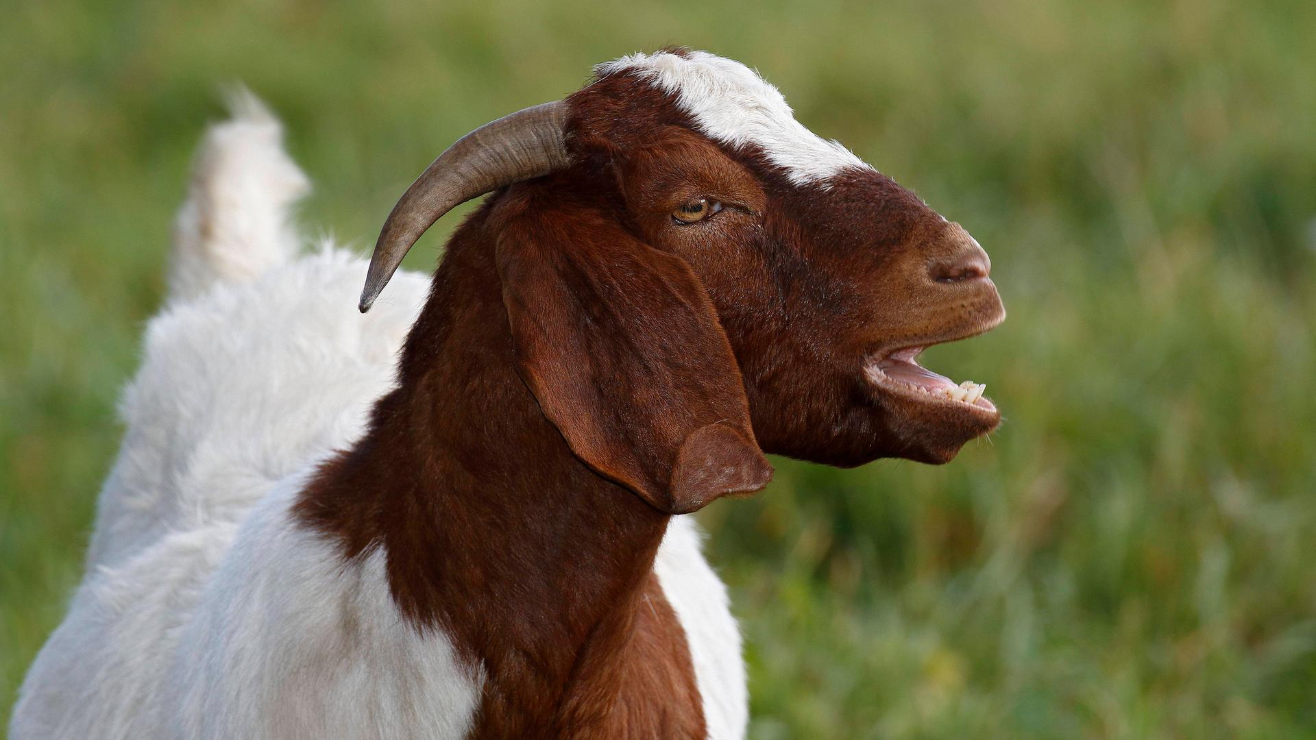 Zu sehen ist eine meckernde Burenziege (Capra aegagrus hircus). Zu sehen ist eine meckernde Burenziege (Capra aegagrus hircus).