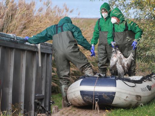 Einsatzkräfte der Feuerwehr entsorgen verendete Kraniche in einem Container.  Einsatzkräfte der Feuerwehr entsorgen verendete Kraniche in einem Container.