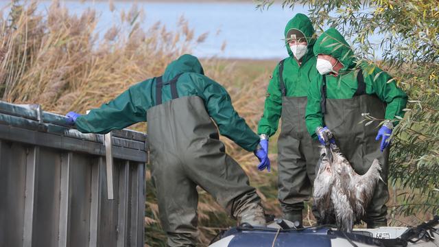 Einsatzkräfte der Feuerwehr entsorgen verendete Kraniche in einem Container. 
