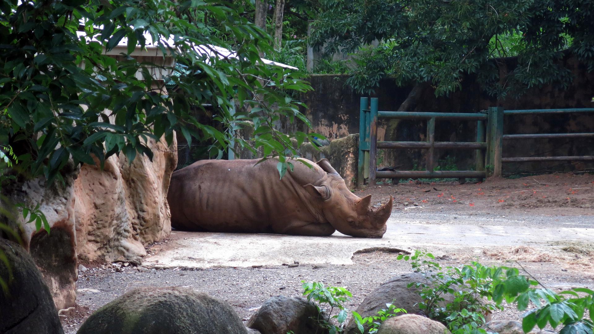 Das Foto zeigt ein Nashorn im Dr. Juan A. Rivero Zoo in Mayaguez, Puerto Rico im Juli 2017.
