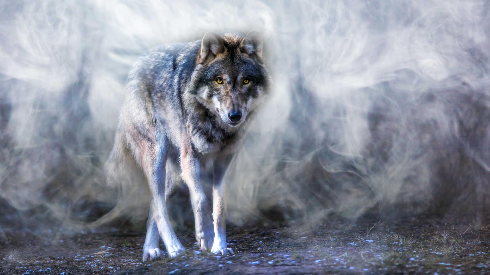 Ein Wolf läuft durch einen nebligen Wald - auf die Betrachterin zu. Ein Wolf läuft durch einen nebligen Wald - auf die Betrachterin zu.