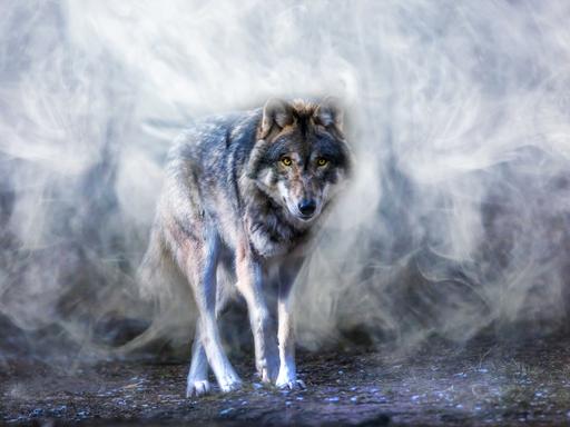 Ein Wolf läuft durch einen nebligen Wald - auf die Betrachterin zu.