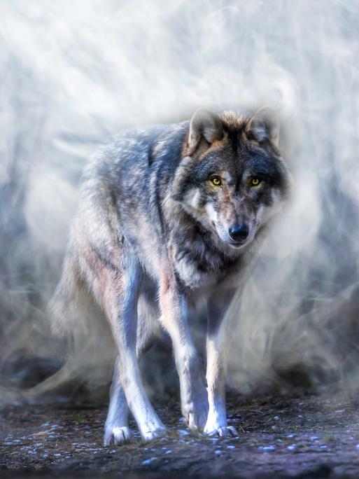 Ein Wolf läuft durch einen nebligen Wald - auf die Betrachterin zu.