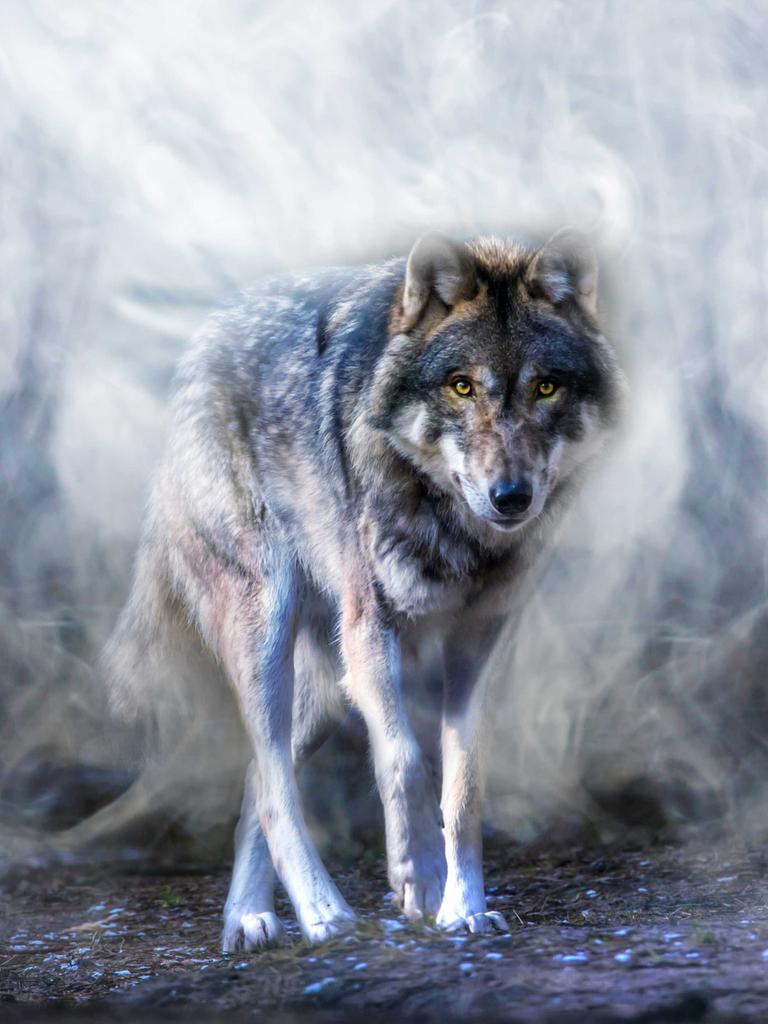 Ein Wolf läuft durch einen nebligen Wald - auf die Betrachterin zu.
