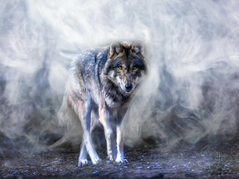 Ein Wolf läuft durch einen nebligen Wald - auf die Betrachterin zu.