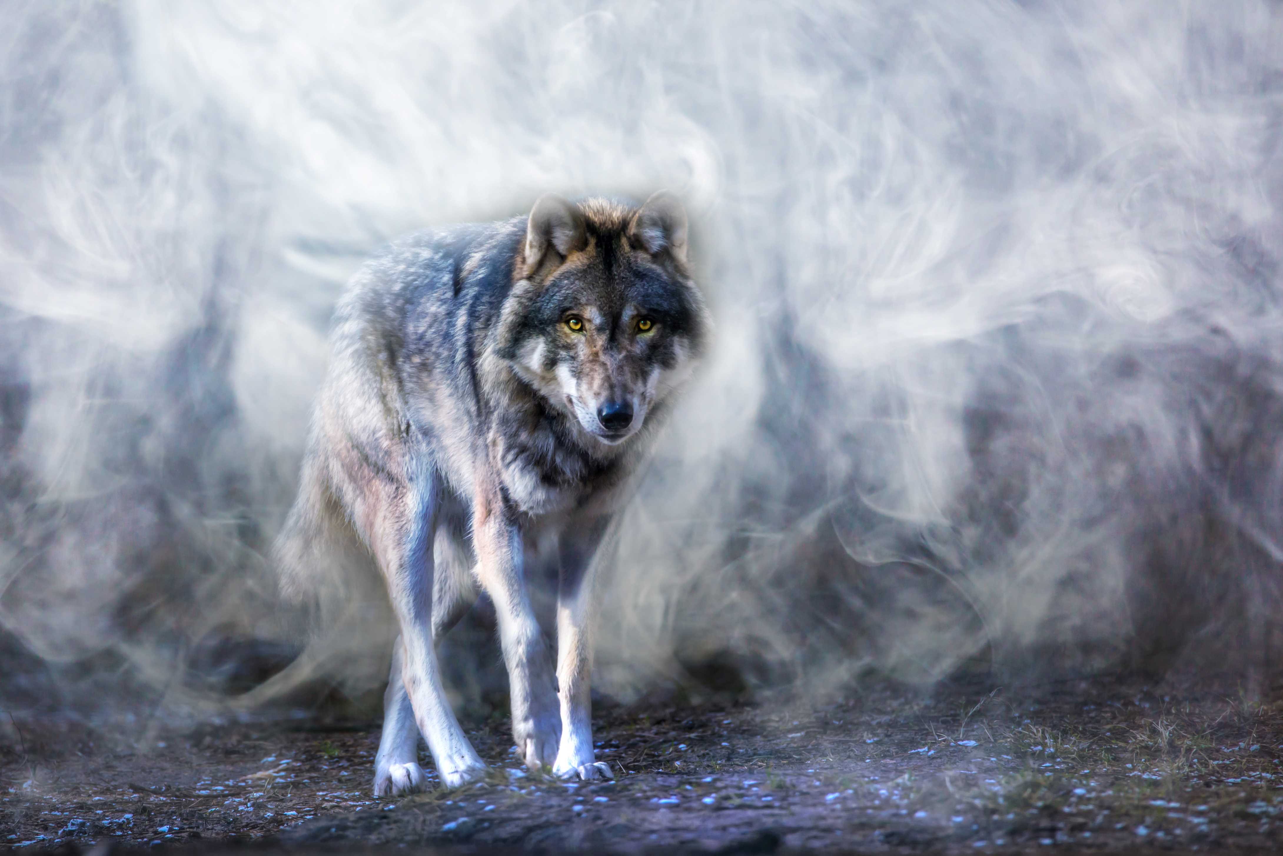 Ein Wolf läuft durch einen nebligen Wald - auf die Betrachterin zu.
