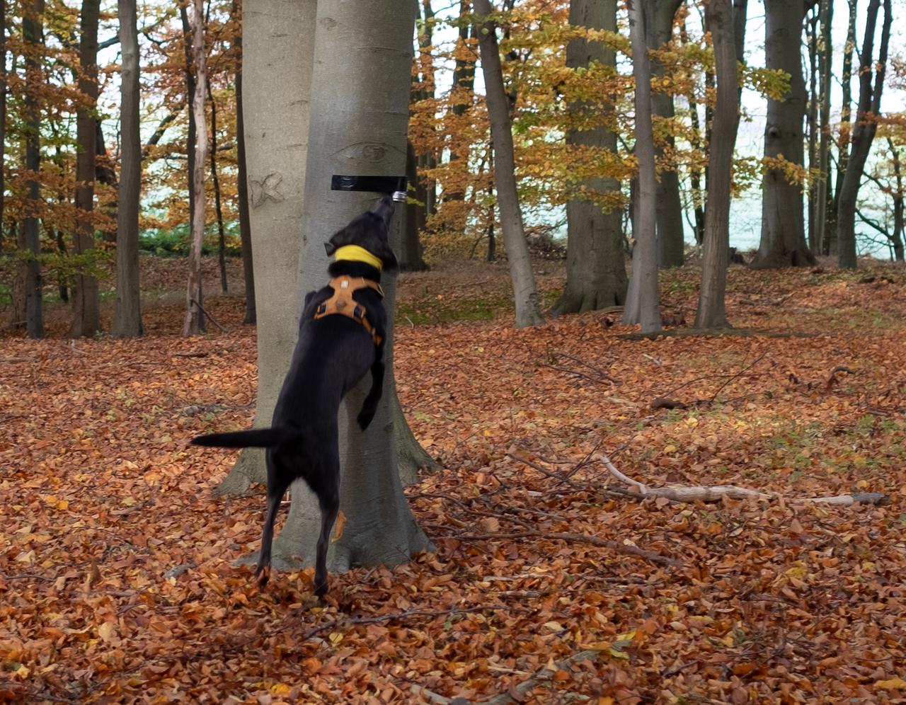 Ein Hund beschnüffelt einen mit Tape präparierten Baum.