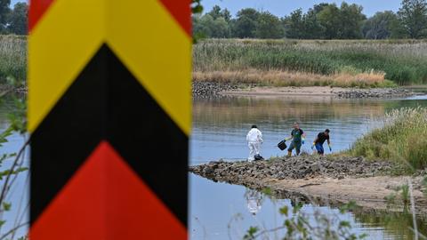 Hinter einem Grenzpfeiler am deutsch-polnischen Grenzfluss Oder bergen freiwillige Helfer tote Fische aus dem Wasser. 