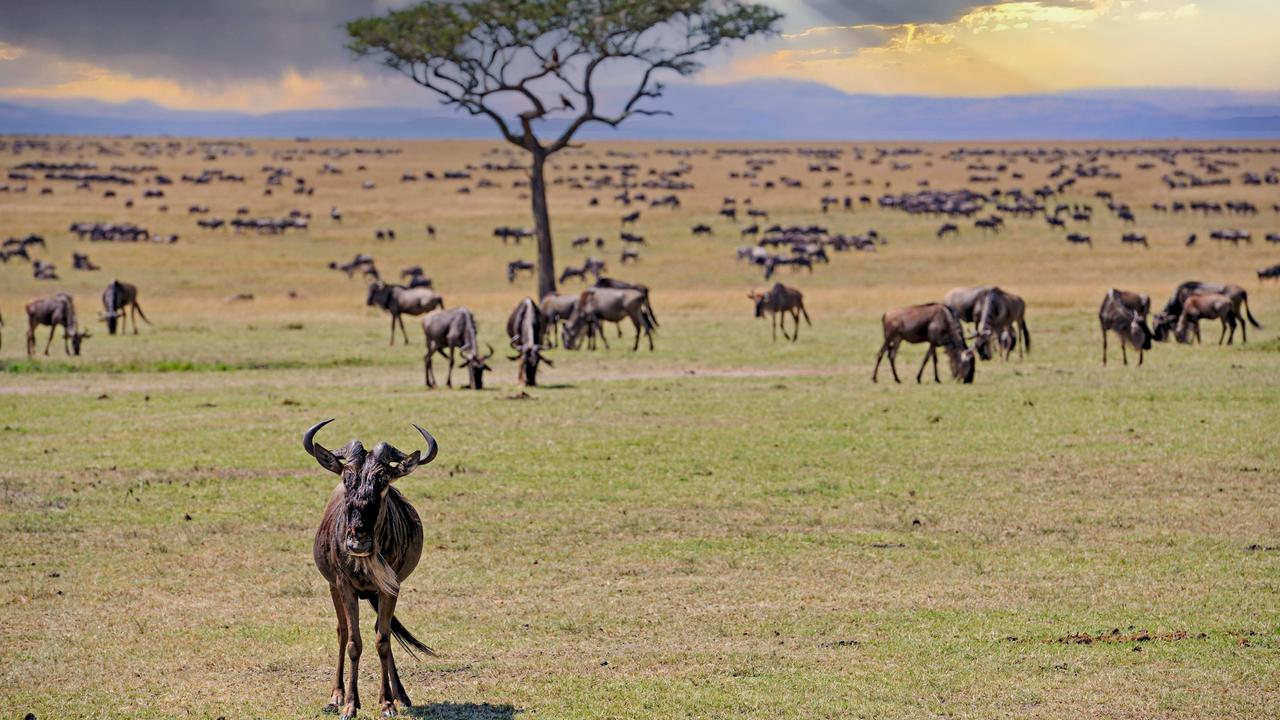 Gnus auf der Wanderung durch die Masai Mara in Kenia.