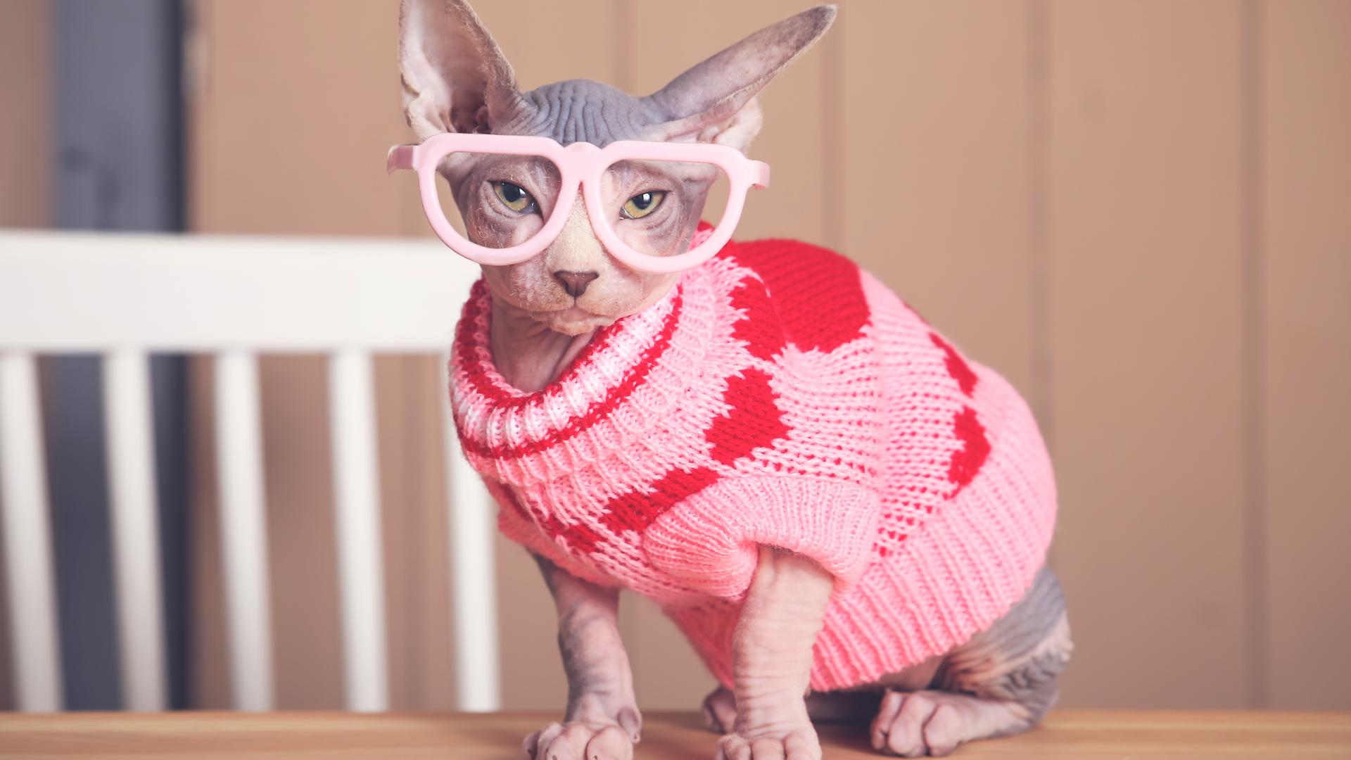 Porträt einer Sphynx-Katze, die auf einem Tisch sitzt und einen rosa Pullover und eine große Brille trägt