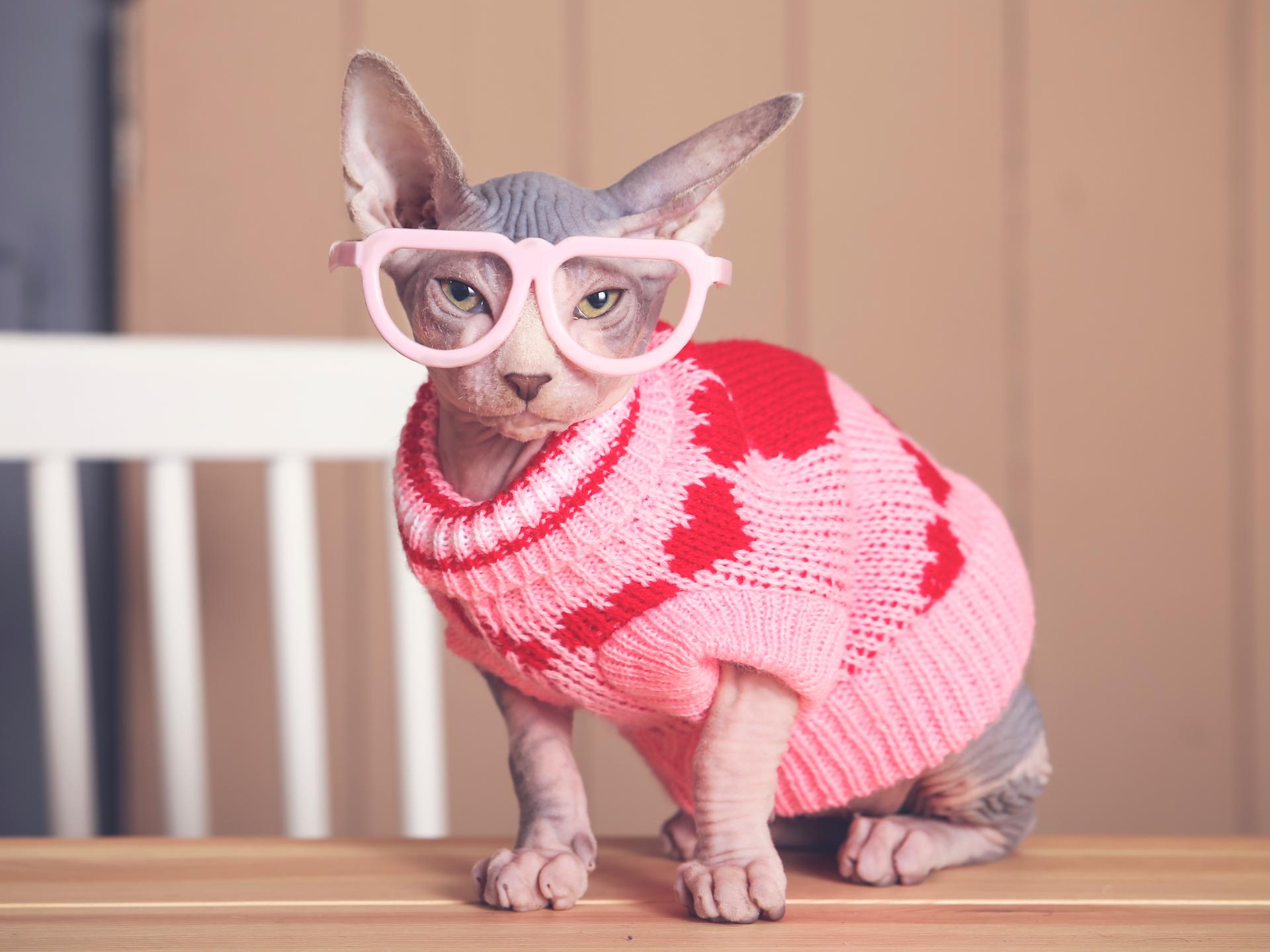Porträt einer Sphynx-Katze, die auf einem Tisch sitzt und einen rosa Pullover und eine große Brille trägt