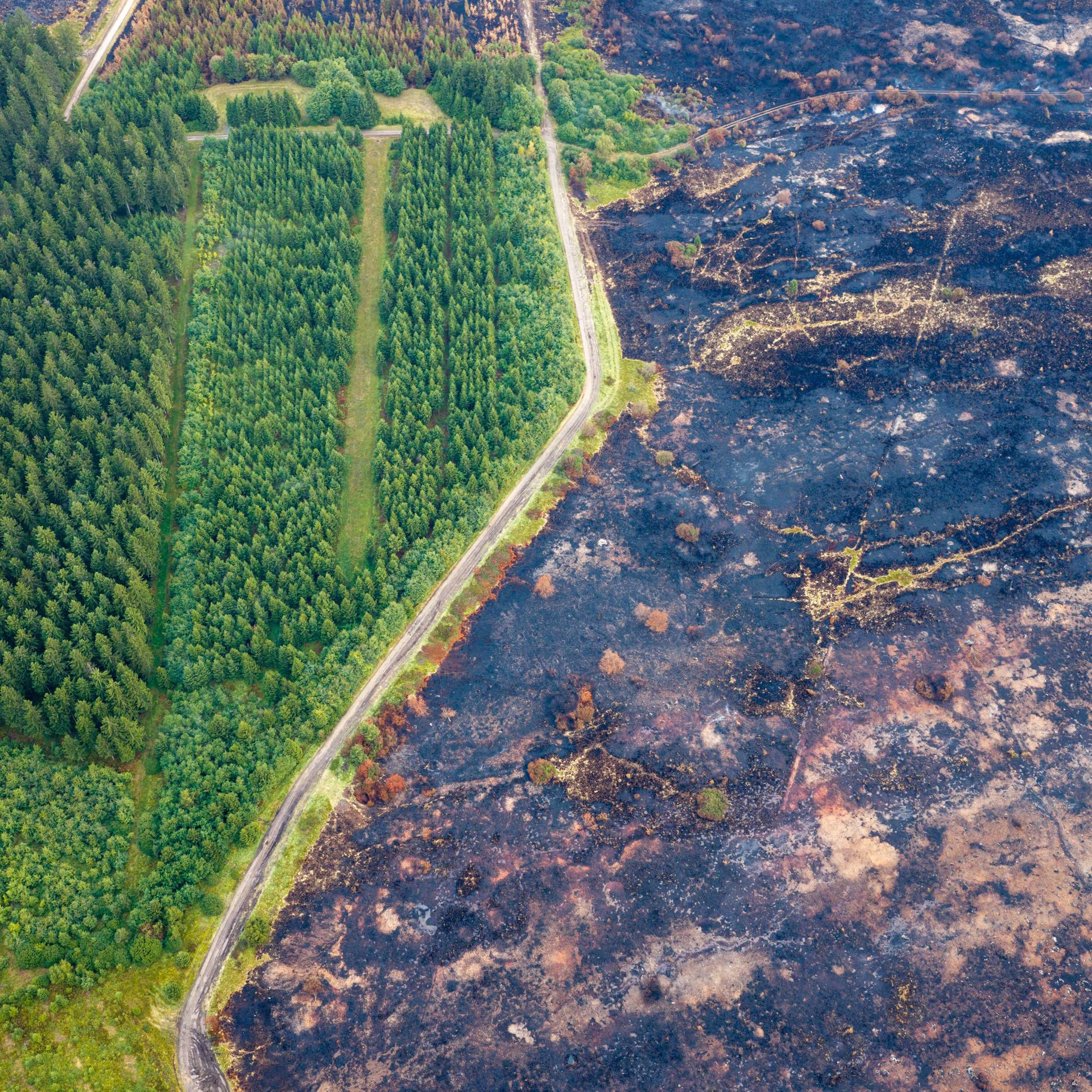 Sourbrodt: Eine kleine Straße trennt die verbrannte Fläche im belgischen Naturschutzgebiet Hohes Venn von grüner Vegetation, die den Waldbrand unbeschadet überstanden hat. (Luftaufnahme mit einer Drohne) 
