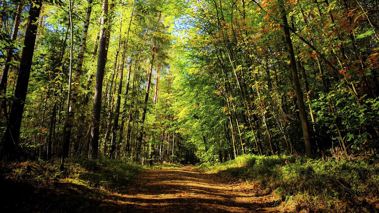 Ein von hohen Bäumen gesäumter Waldweg führt durch ein herbstlich gefärbtes, von Sonnenlicht durchflutetes Waldstück.