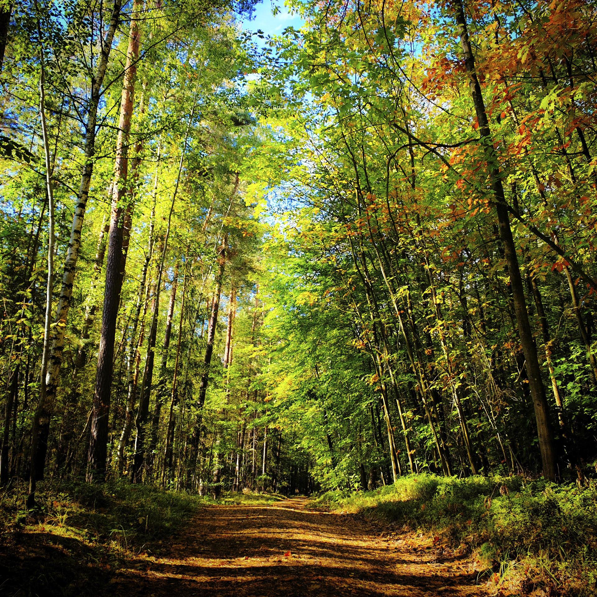 Der Wald und ich - Zwischen Sehnsucht und Urangst