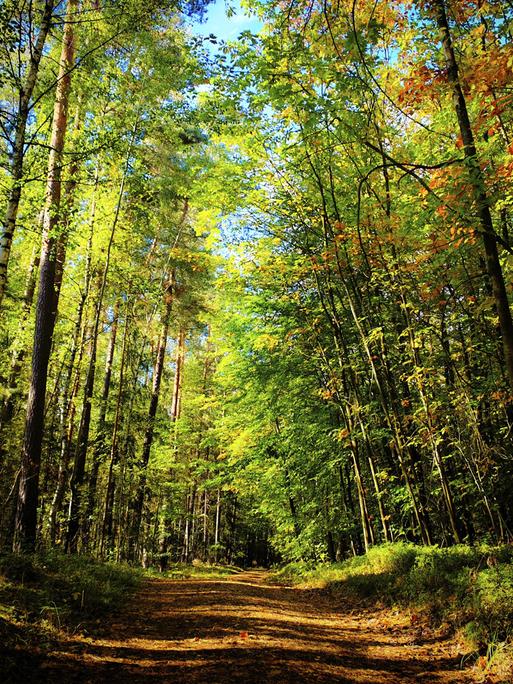 Ein von hohen Bäumen gesäumter Waldweg führt durch ein herbstlich gefärbtes, von Sonnenlicht durchflutetes Waldstück.