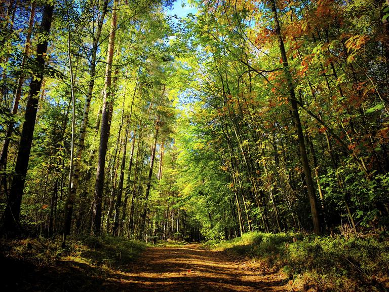 Ein von hohen Bäumen gesäumter Waldweg führt durch ein herbstlich gefärbtes, von Sonnenlicht durchflutetes Waldstück.