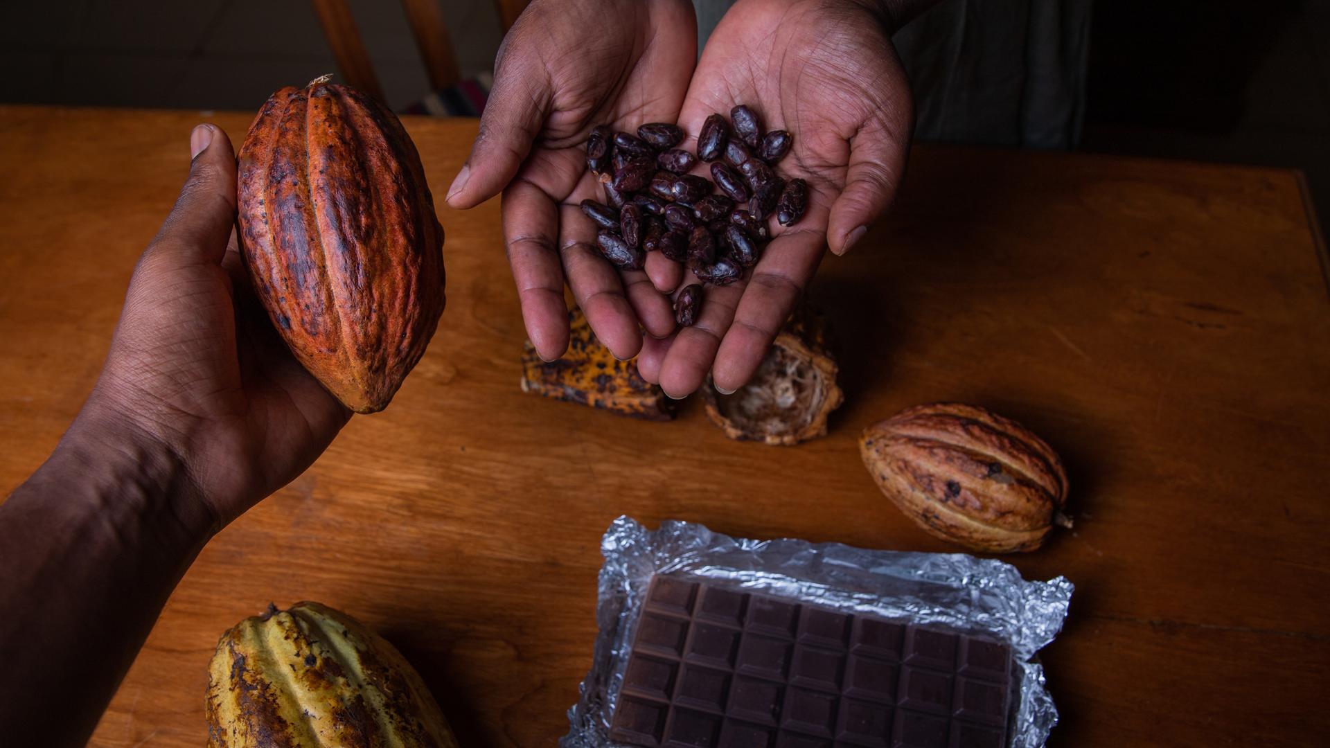 Zwei Hände halten die verschiedenen Verarbeitungsstufen von der Kakao-Frucht bis hin zur fertigen Schokolade in die Kamera.