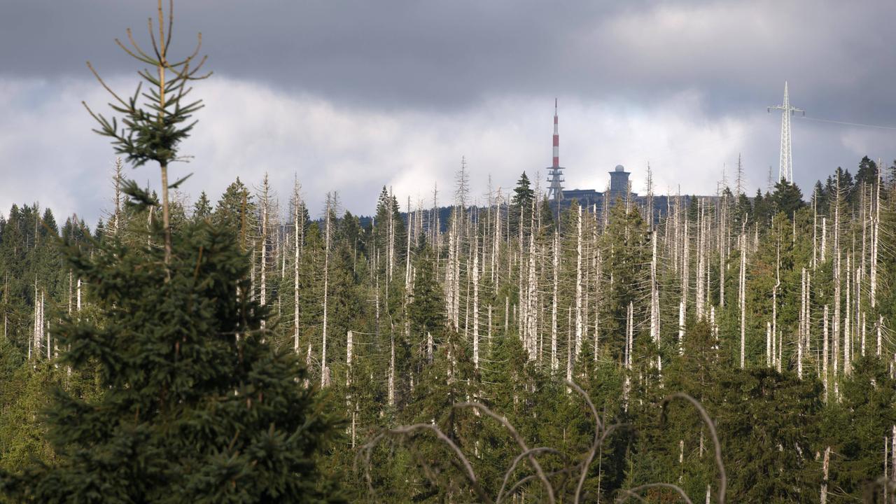 Blick über ein Waldgebiet, in dem zahlreiche kahle Bäume stehen Blick über ein Waldgebiet, in dem zahlreiche kahle Bäume stehen